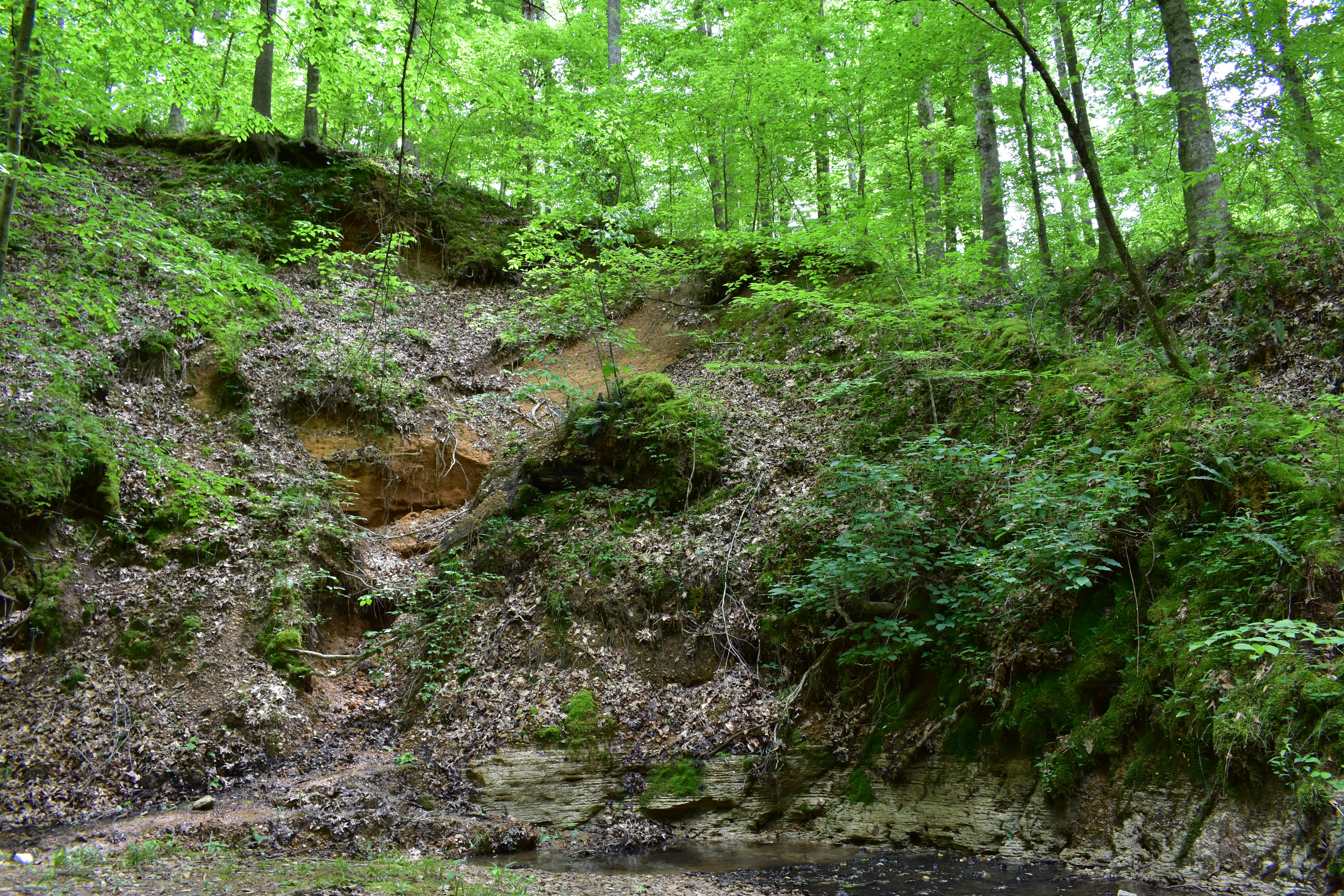 Forest scene showing the layers of Crowley’s Ridge 